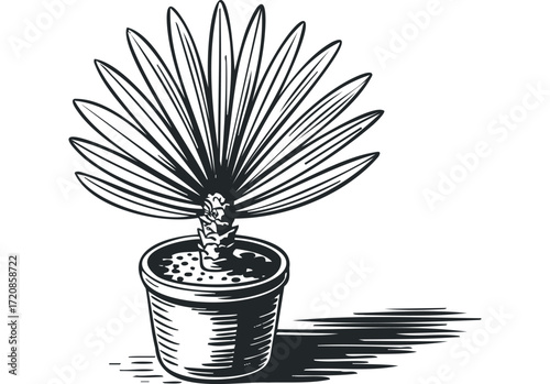 Potted fan palm plant in minimalist line drawing style. Vector hand drawn illustration