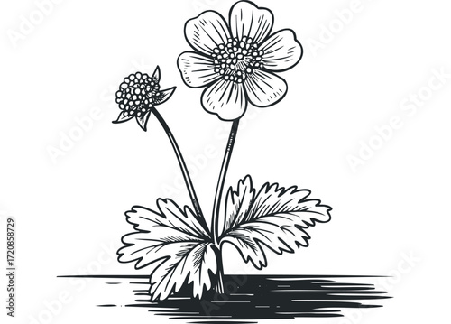 Hand drawn wild strawberry plant with flower and berry. Vector hand drawn illustration