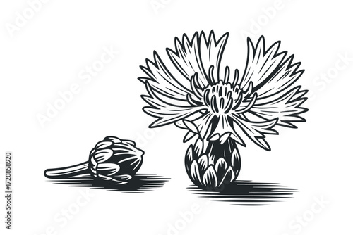 Black and white woodcut of a cornflower and bud. Vector hand drawn illustration