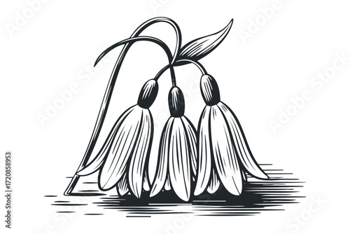 Three drooping bell-shaped flowers with leaves. Vector hand drawn illustration