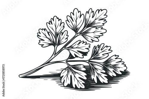 Black and white sprig of parsley. Vector hand drawn illustration