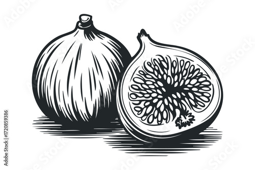Fig fruit whole and halved cut out isolated on white. Vector hand drawn illustration