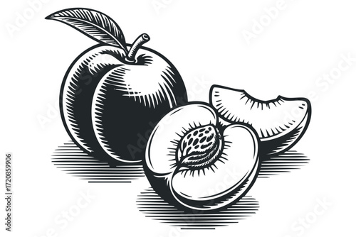 Vintage Style Peach Illustration Isolated on White. Vector hand drawn illustration