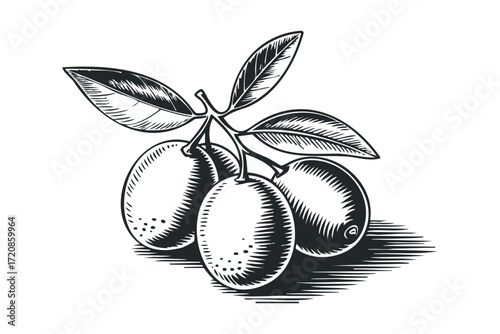 Branch with three olives and leaves. Vector hand drawn illustration