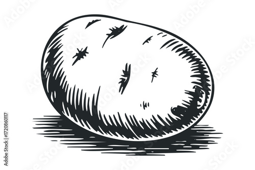 Sketch of a single whole potato with shadow. Vector hand drawn illustration