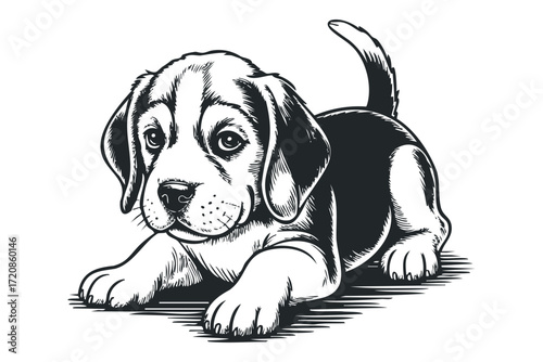 Beagle puppy lying down. Vector hand drawn illustration