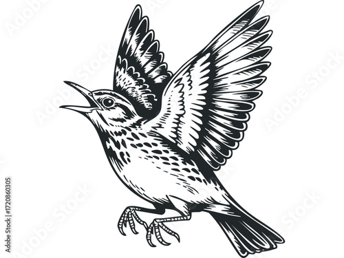 Black and white line art of a thrush bird in flight. Vector hand drawn illustration