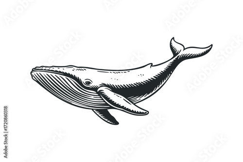Whale swimming in ocean depths isolated. Vector hand drawn illustration