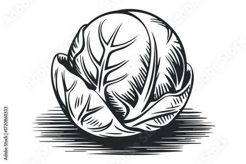 Head of cabbage on transparent background. Vector hand drawn illustration