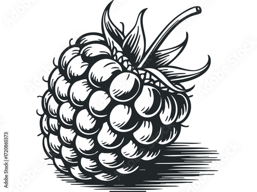 Black and White Single Raspberry with Leaves. Vector hand drawn illustration