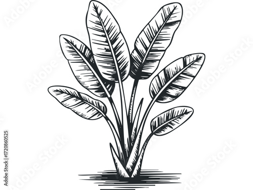 Black and white sketch of a lush banana plant with large leaves. Vector hand drawn illustration