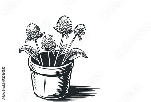 Potted Globe Amaranth Flowers in Black and White. Vector hand drawn illustration