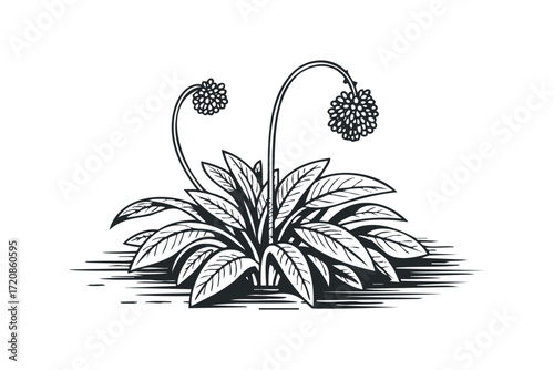 Botanical plant with blooming spherical flowers. Vector hand drawn illustration