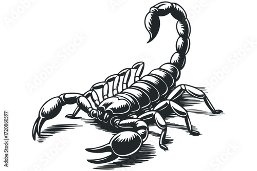 Monochromatic Scorpion Illustration. Vector hand drawn illustration