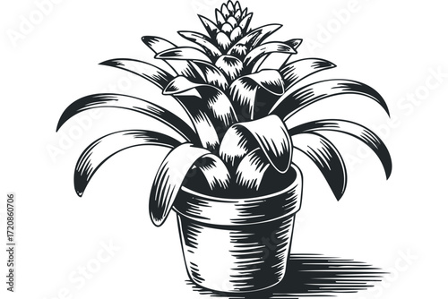 Potted Bromeliad Plant with Striking Leaf Form. Vector hand drawn illustration
