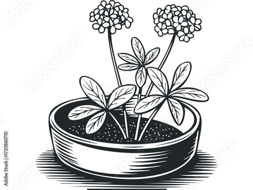 Potted flowering plant with lobed leaves and dense flower clusters. Vector hand drawn illustration