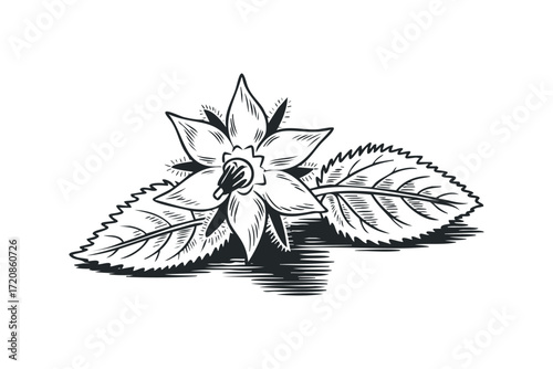 Detailed black and white drawing of a blooming flower with leaves. Vector hand drawn illustration