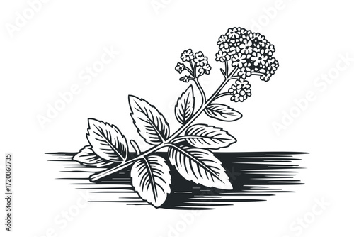 Botanical line drawing of a flowering plant branch. Vector hand drawn illustration