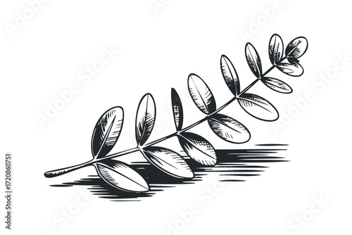 Branch with Oval Leaves. Vector hand drawn illustration