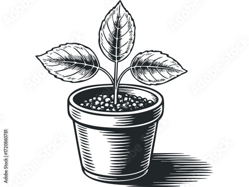 Black and white engraving of a young plant in a pot. Vector hand drawn illustration