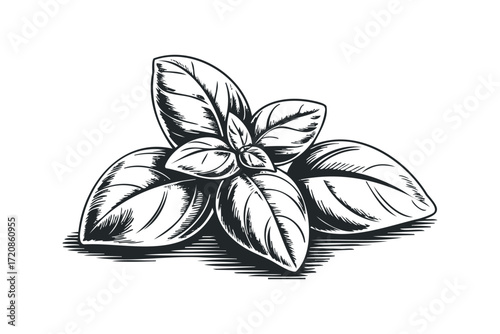 Black and white sketch of fresh basil leaves. Vector hand drawn illustration
