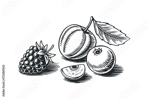 Berry assortment with plum and leaf. Vector hand drawn illustration