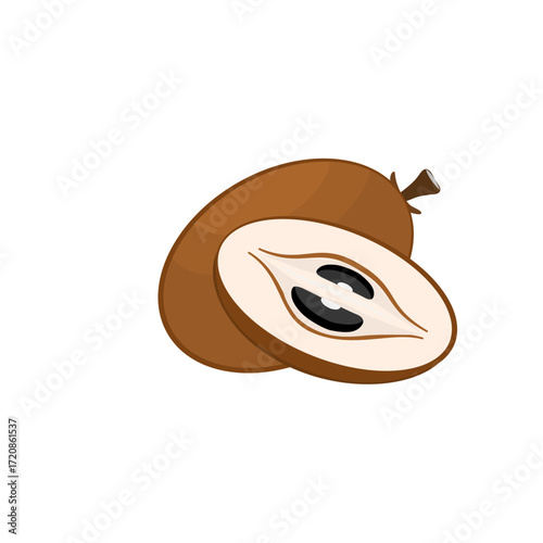Sapodilla fruit vector illustration
