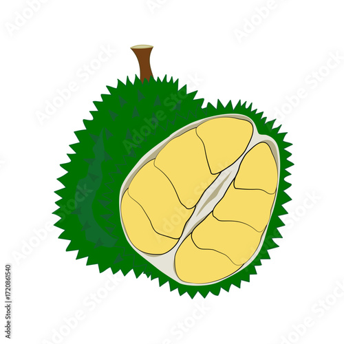 Durian fruit vector illustration