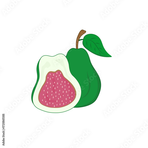 vector illustration of an guava