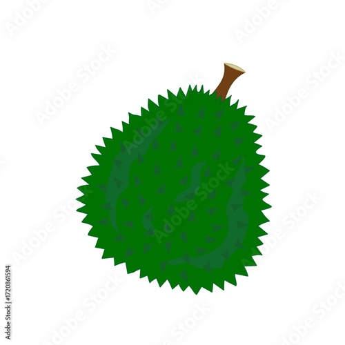 Durian fruit vector illustration