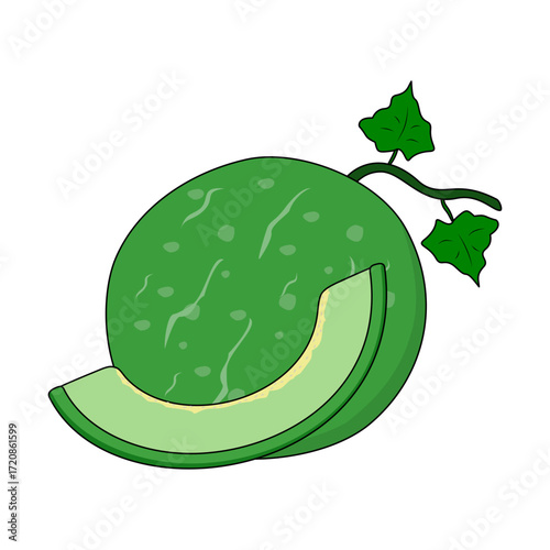 Melon fruit vector illustration