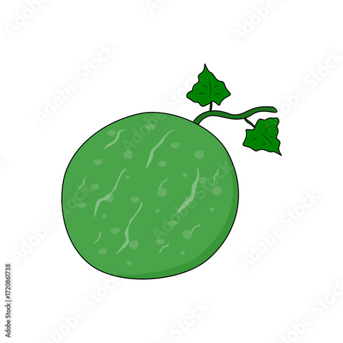 Melon fruit with leaves