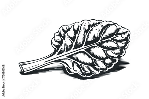 Monochromatic Engraved Leaf with Stem and Shadow. Vector hand drawn illustration