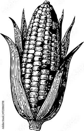 Monochrome vintage illustration of an ear of corn, featuring detailed kernels and husk in black and white, ideal for agricultural and food-related themes.