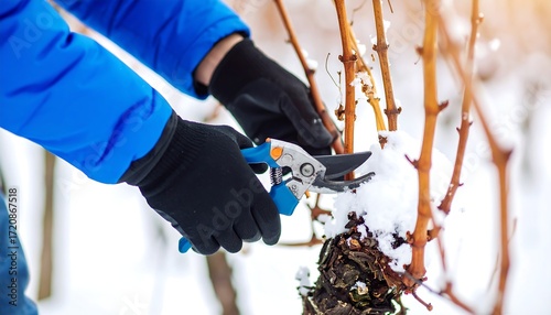 Person pruning grape vines in winter snow