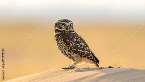 Fototapeta Naklejka Na Ścianę i Meble -  Owl perched on a dune at sunrise