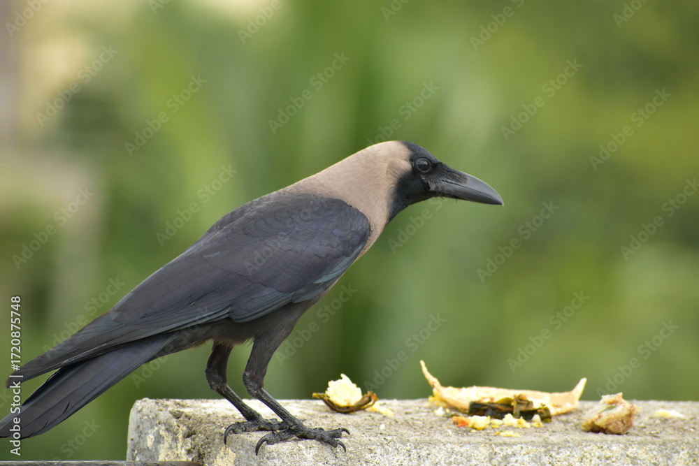 Fototapeta premium House crow eating prasad on terrace wall – urban bird behavior and cultural feeding ritual in India