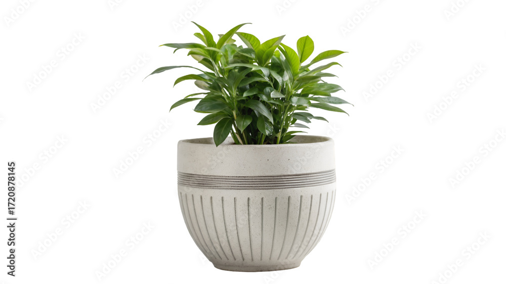Obraz premium Green plant in a white ribbed pot with grey lines isolated on transparent background
