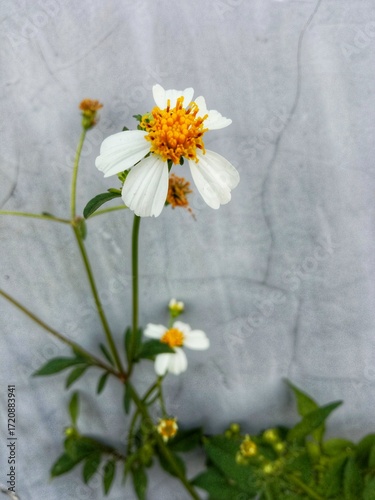 Ketul flower or Bidens pilosa