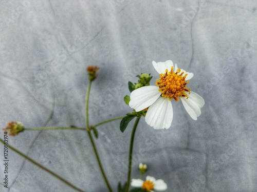 Ketul flower or Bidens pilosa 