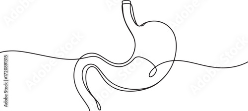 Minimalist Continuous Line Drawing of Human Stomach in Black and White