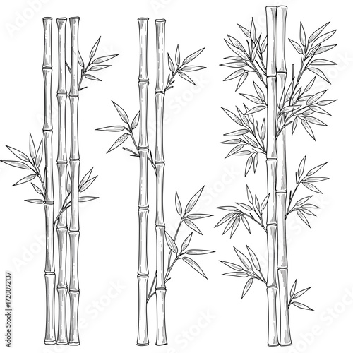 Elegant bamboo stalks hand-drawn, perfect for Asian-inspired designs and serene natural themes, bringing tranquility and zen to any project or creative endeavor