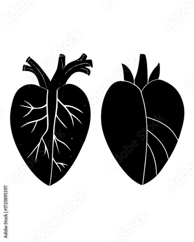 Vector art of stylized black and white illustration of two anatomical heart shapes, one with visible internal veins and arteries, isolated on a