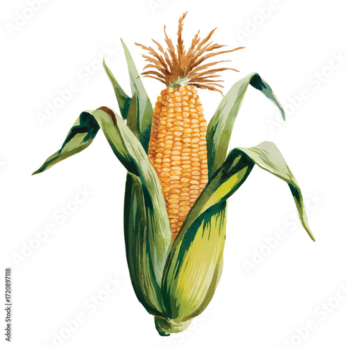 Watercolor fresh corn on cob illustration. Hand-drawn sweet maize with husk and kernels, healthy food