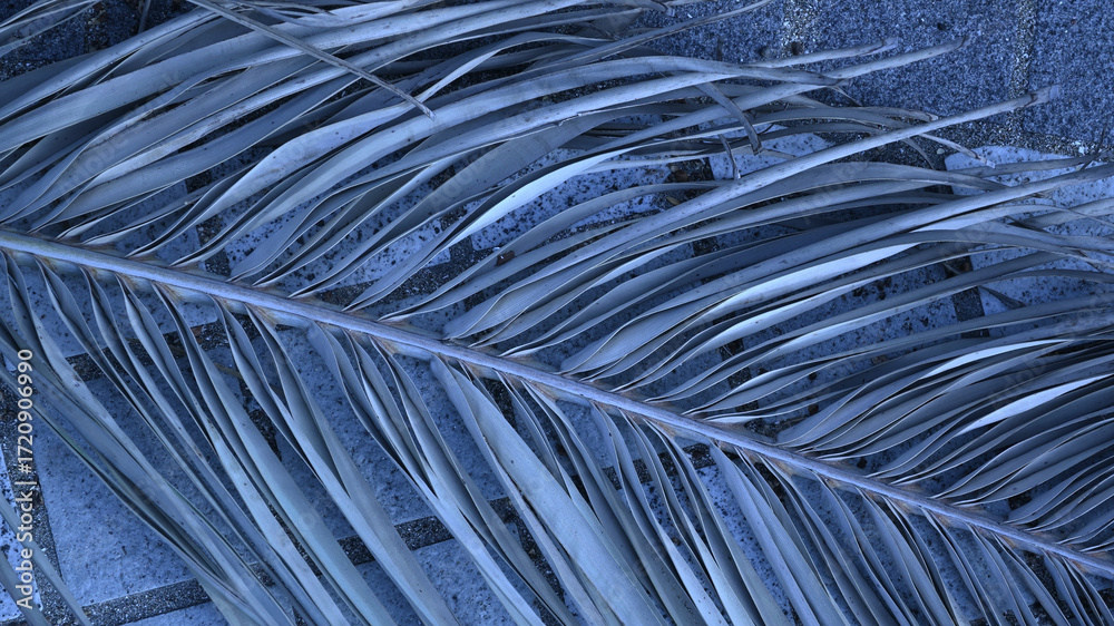 Obraz premium カナリーヤシの枯れ葉