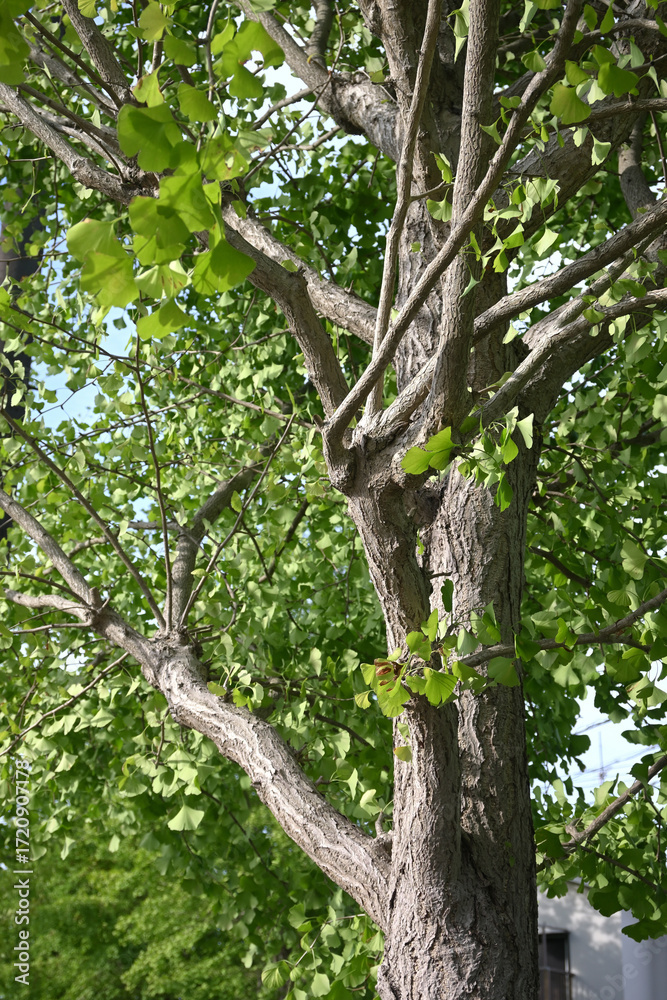 Fototapeta premium イチョウの木
