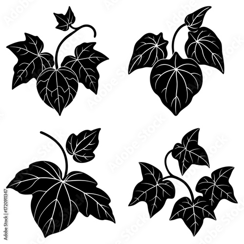 Illustration of four ivy plant clusters with detailed leaf vein patterns in black and white color scheme