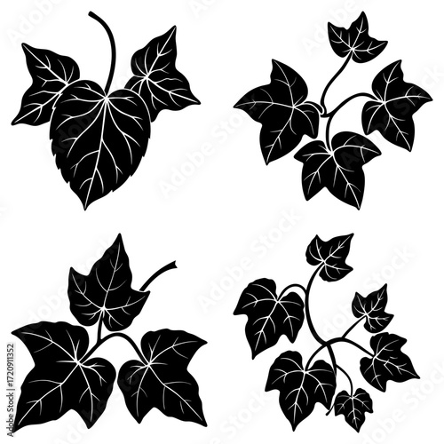 Four stylized ivy plant clusters with detailed leaf veins in a black and white vector illustration