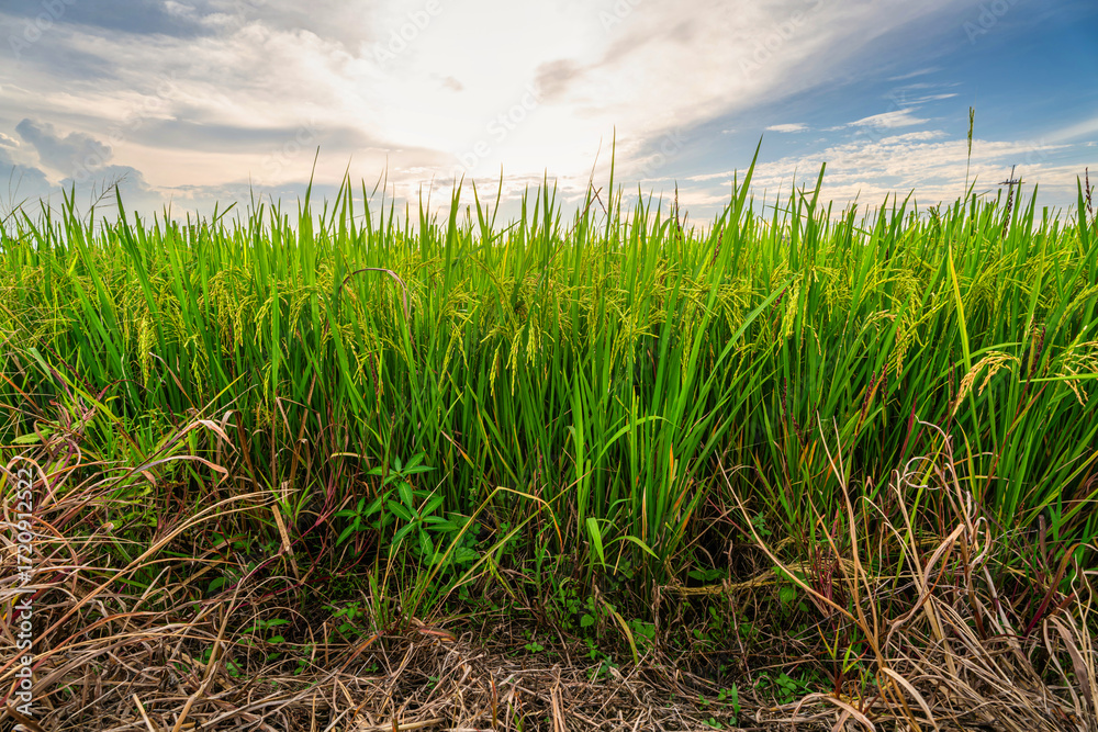 Obraz premium Scenic view landscape of Golden rice ears ready for harvest Rice field green grass with field corn field or in Asia country agriculture harvest with fluffy clouds blue sky sunset evening background.