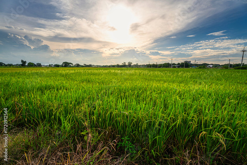Scenic view landscape of Golden rice ears ready for harvest Rice field green grass with field corn field or in Asia country agriculture harvest  with fluffy clouds blue sky sunset evening background.
